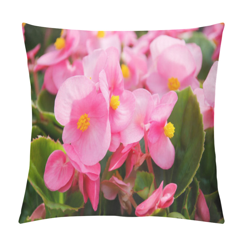 Personality  Begonias,semperflorens Begonias,in The Garden, Potted Begonia Pillow Covers