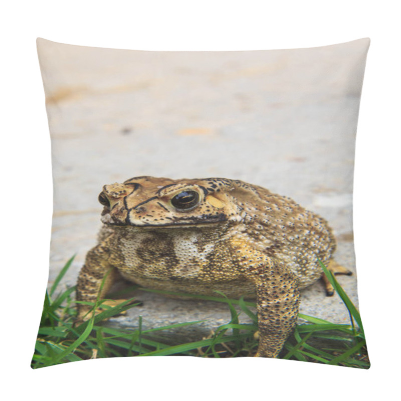 Personality  Toad Amphibian Skin Rough Water. Pillow Covers