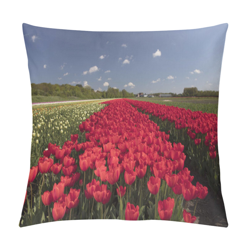 Personality  Springtime On The Tulip Plantation In Netherlands, Traditional Dutch Rural Landscape. Pillow Covers