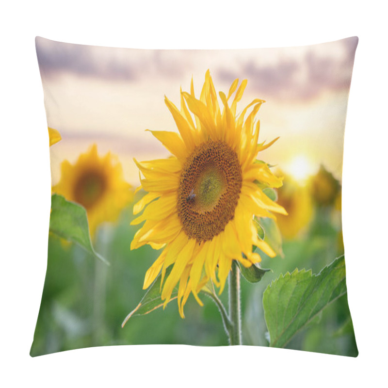 Personality  Bright Blooming Sunflower With A Bee Gathering Pollen In Big Agricultural Field. Golden Blooming Sunflower With Setting Sun On The Background Pillow Covers