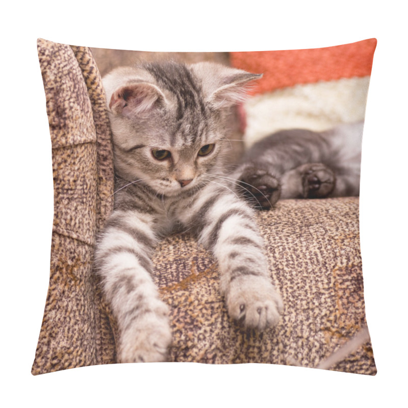 Personality  Gray Cat On A Sofa Pillow Covers