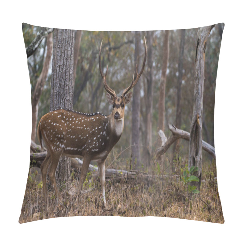 Personality  A Closeup Of Chital In Mudumalai National Park In India Pillow Covers