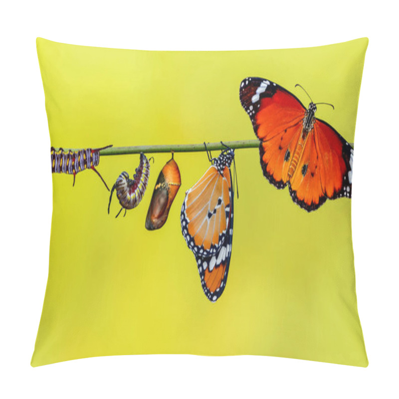 Personality  A Farm For Butterflies, Pupae And Cocoons Are Suspended. Concept Transformation Of Butterfly Pillow Covers