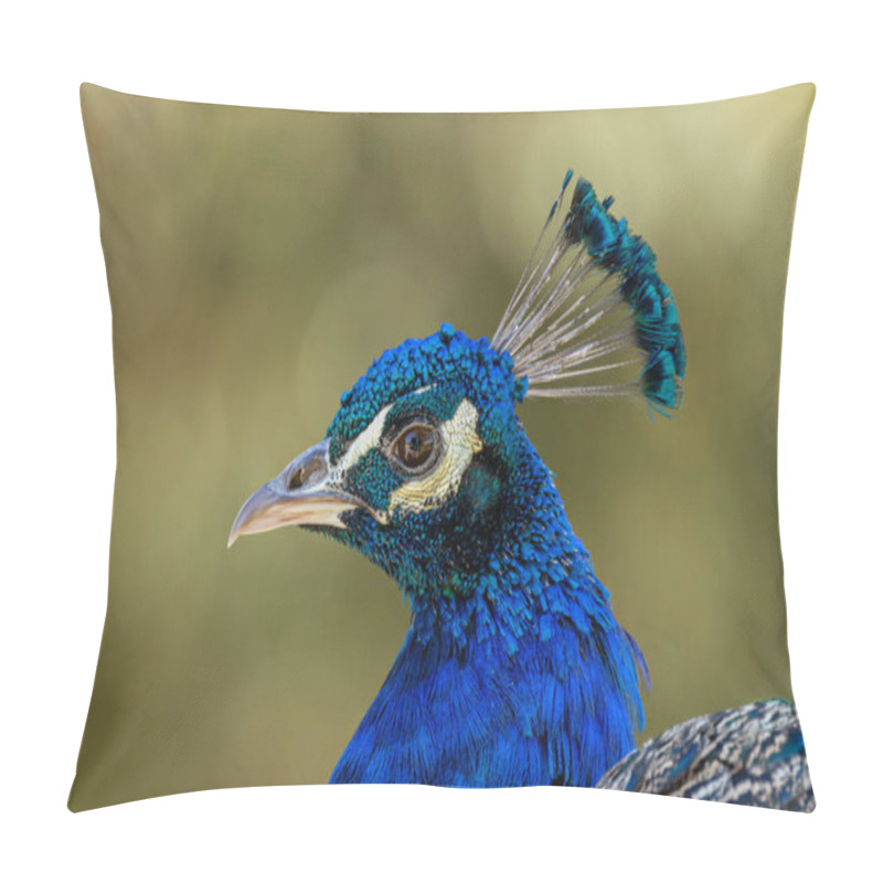 Personality  The Indian Peafowl, A Vibrant Omnivore, Eats Grains, Seeds, And Insects. Photographed In Lush Gardens. Pillow Covers