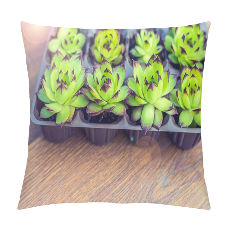 Personality  Plants In Pots And Containers On A Flat Wooden Background. Succulents In Pots. Gardening Decoration. Pillow Covers