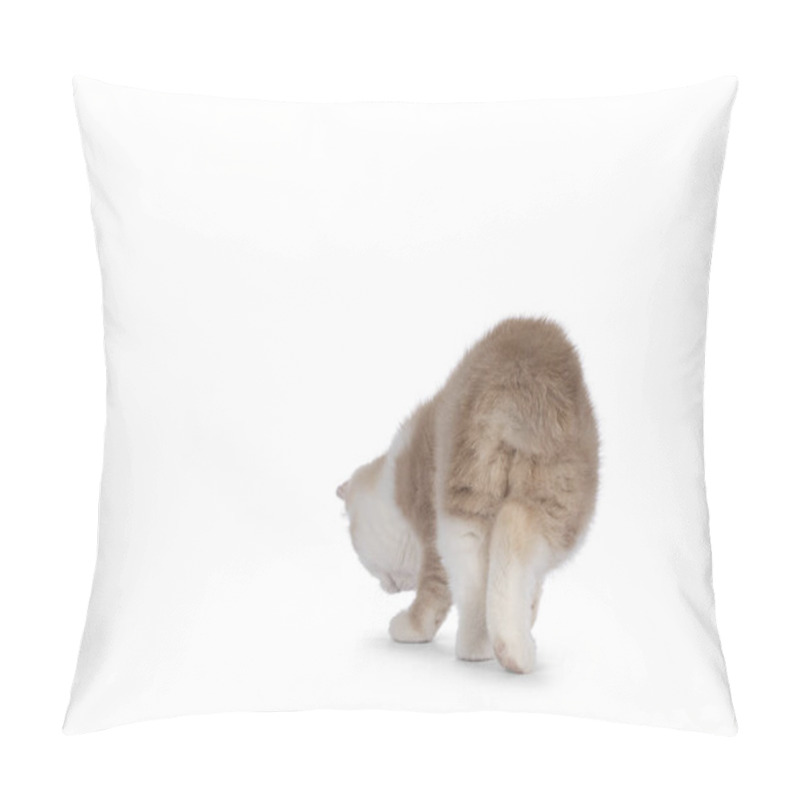 Personality  Adorable Tailless Manx Cat Kitten, Walking Away From Camera Showing Butt And The Stumb. Isolated On A White Background. Pillow Covers