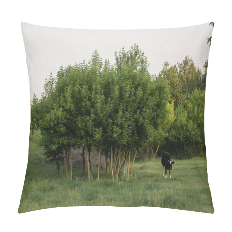 Personality  Black Cow Grazing On Green Lawn Near Trees In Countryside Pillow Covers