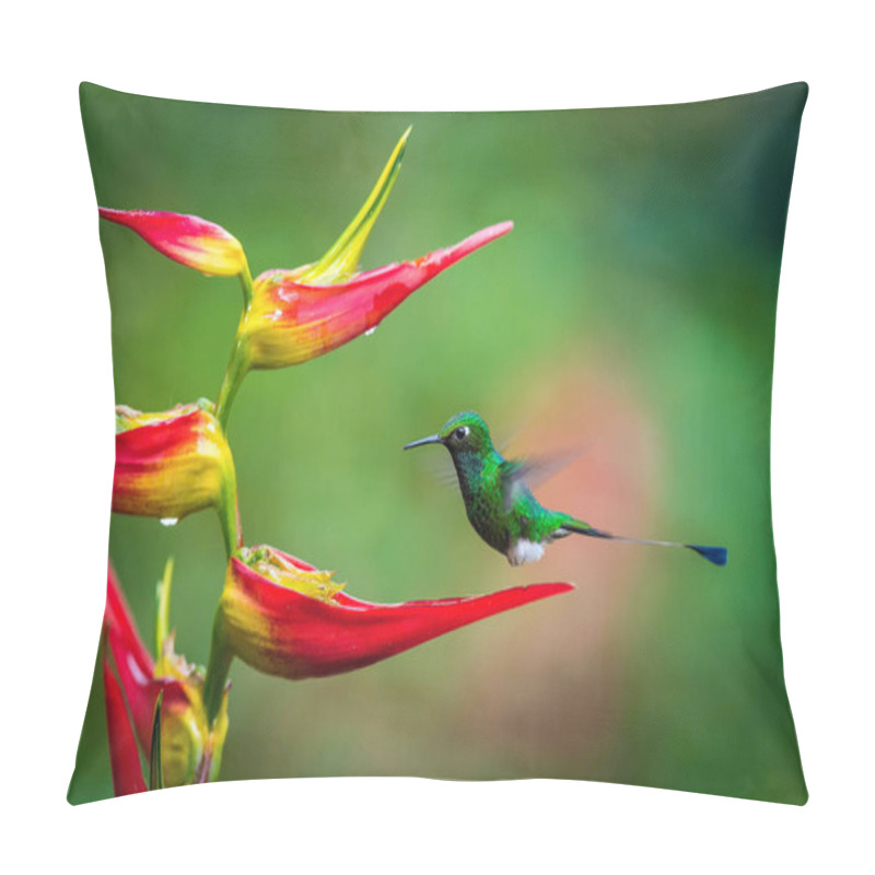 Personality  The Hummingbird Is Hovering And Drinking The Nectar From The Beautiful Flower In The Rain Forest. Flying White-booted Racket-tail, Ocreatus Underwoodii  With Nice Colorful Background, Ecuador Pillow Covers