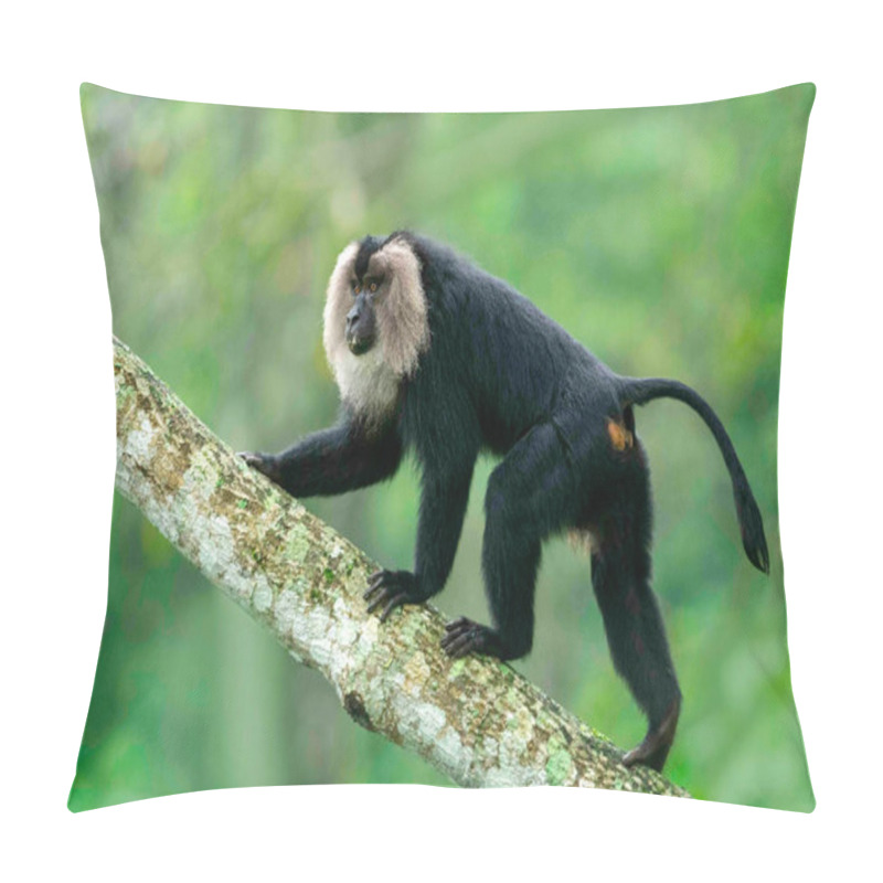 Personality  Lion Tail Macaque, Macaca Silenus, Endangered WithPopulation Decreasing, Western Ghats, India Pillow Covers