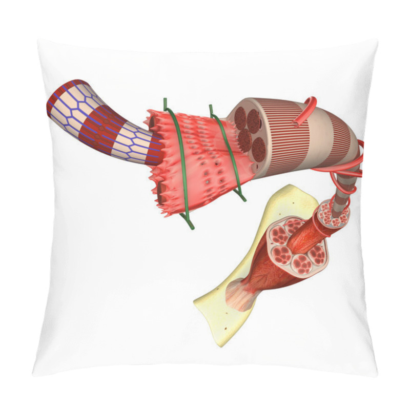 Personality  Muscle Tissue Anatomy Pillow Covers