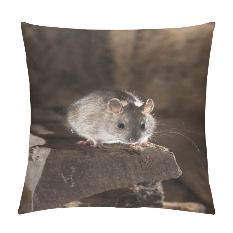 Personality  Black Rat Or Field Rat Portrait In An Old Haystack, Rattus Rattus, Spain Pillow Covers