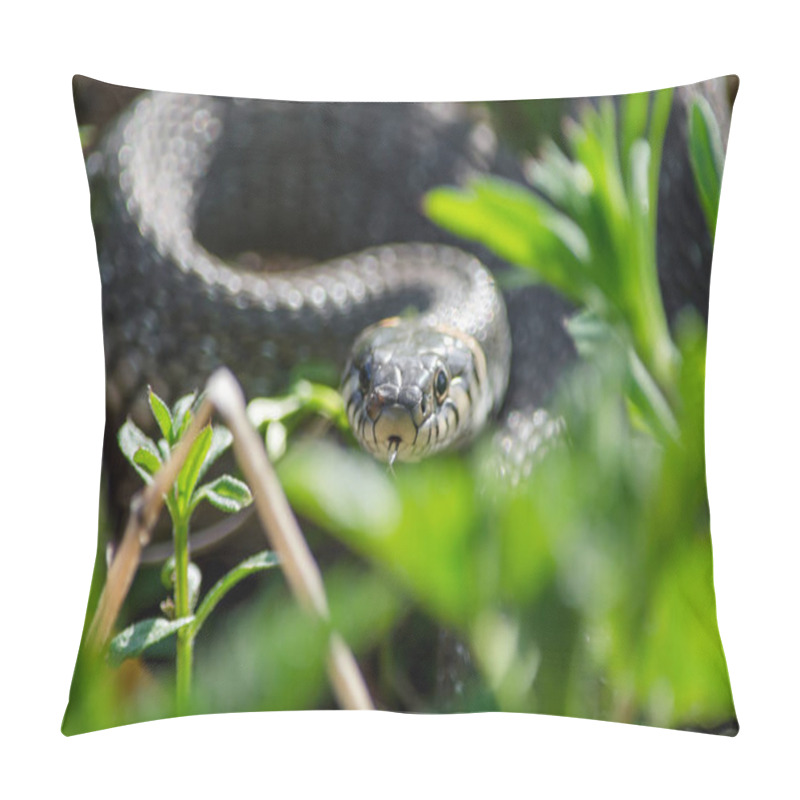 Personality  Grass Snake Lurking In The Grass. Fauna Of Ukraine. Shallow Depth Of Field, Close-up. Pillow Covers