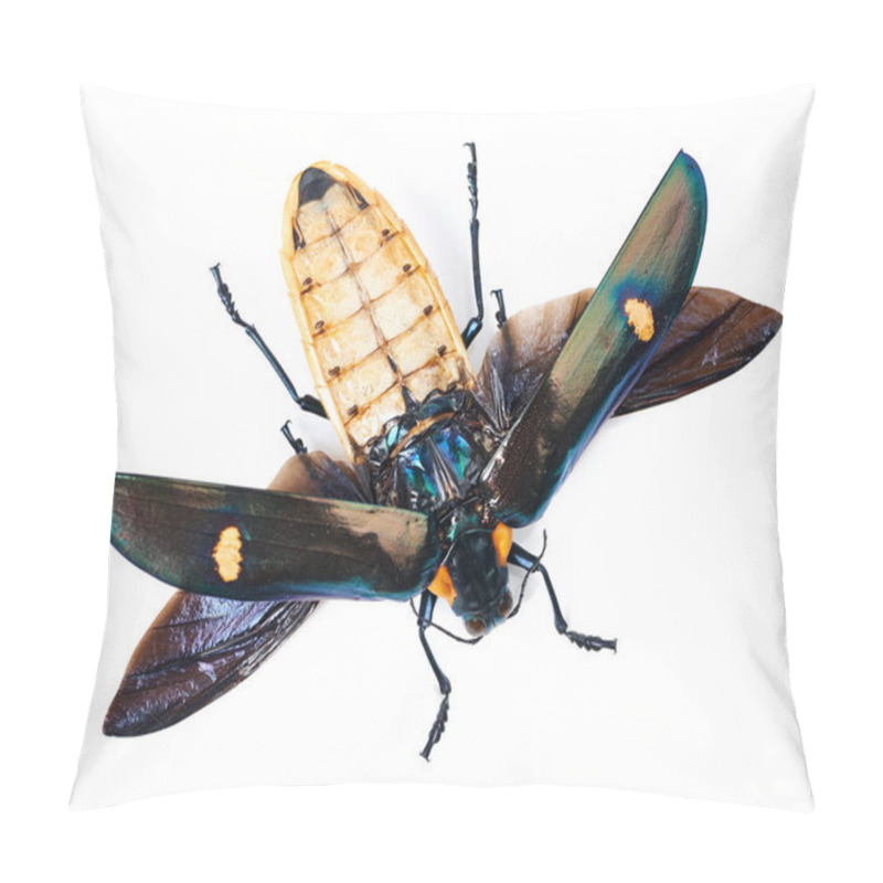 Personality  Closeup, Animal And Bug On Studio White Background With Full Body, Wings Detail And Creature Isolated On A Backdrop. Insect, Nature And Top View Of Colorful Wildlife In Zoom From The Environment. Pillow Covers