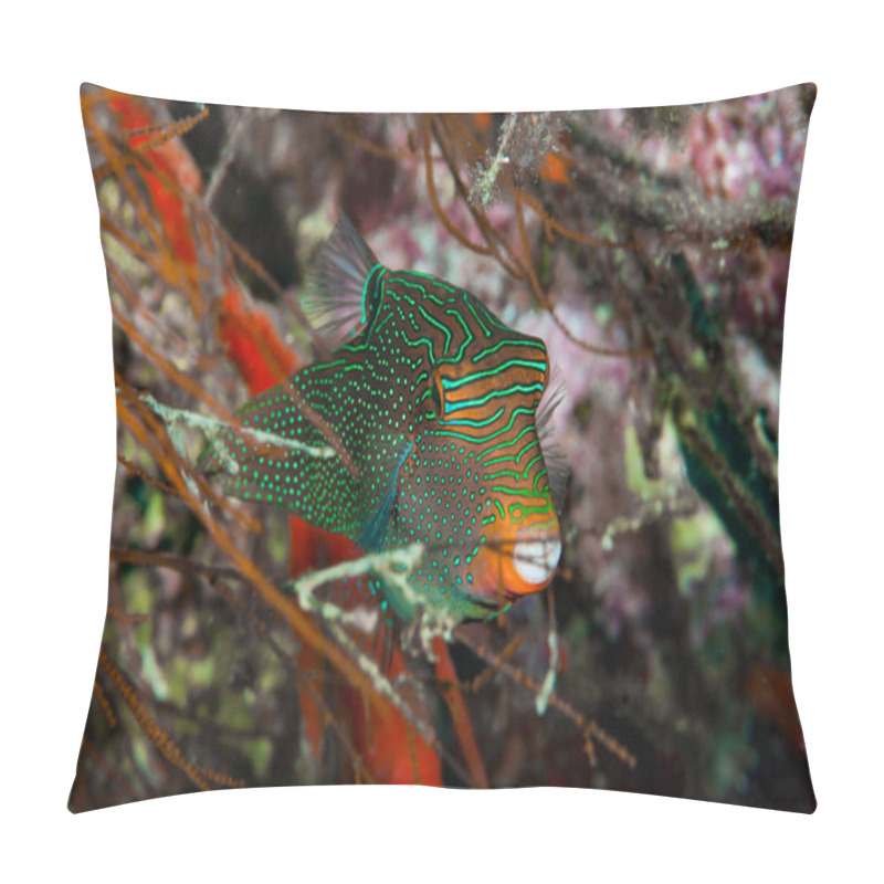 Personality  Papuan Toby Canthigaster Papua Pillow Covers