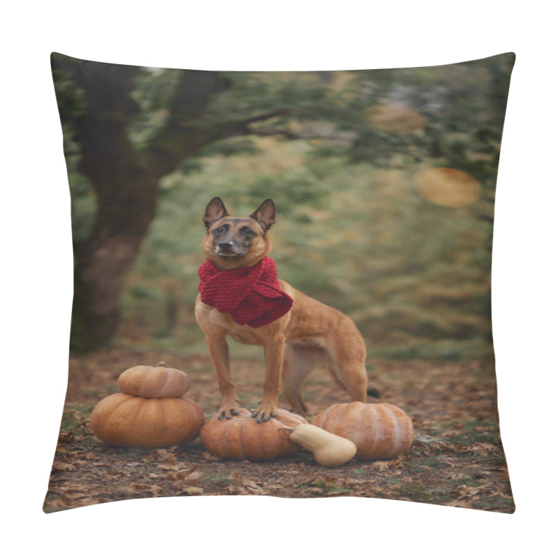 Personality  A Malinois Sits Beside A Display Of Pumpkins In A Forest, Embodying The Autumn Spirit. The Natural Setting And The Pumpkins Emphasize The Seasonal Atmosphere. Pillow Covers