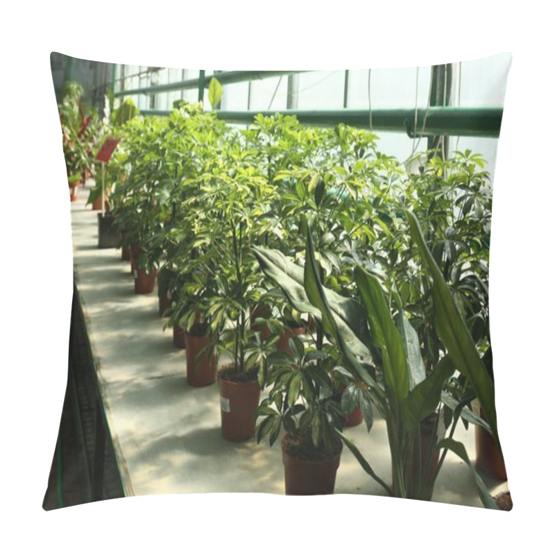 Personality  Many Pots With Beautiful Green Plants On Table In Greenhouse Pillow Covers