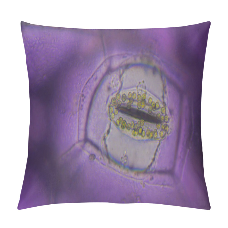 Personality  Close Up Tradescantia Spathacea Stomata. Pillow Covers