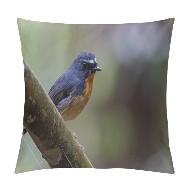 Personality  Nature Wildlife Bird Species Of Snowy Browed Flycatcher Found In Borneo, Sabah,Malaysia Pillow Covers