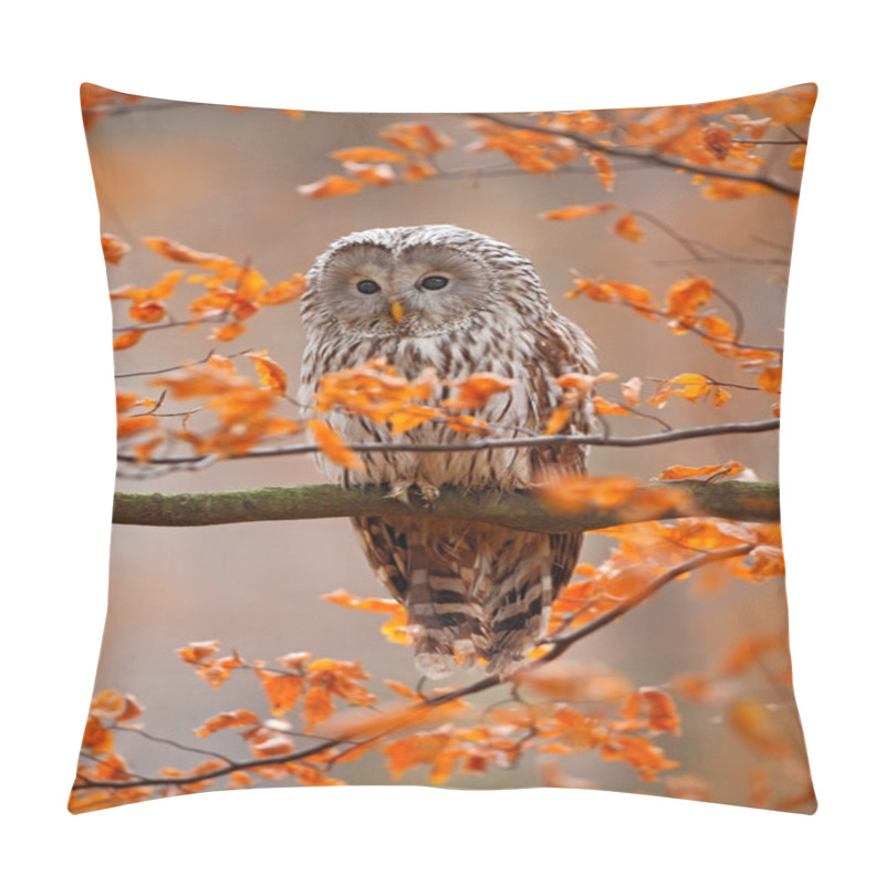 Personality  Grey Ural Owl Pillow Covers