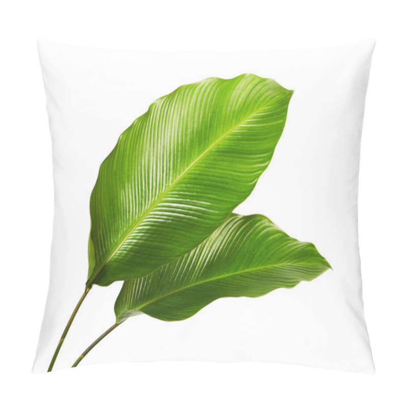 Personality  Calathea Foliage, Exotic Tropical Leaf, Large Green Leaf, Isolated On White Background With Clipping Path Pillow Covers