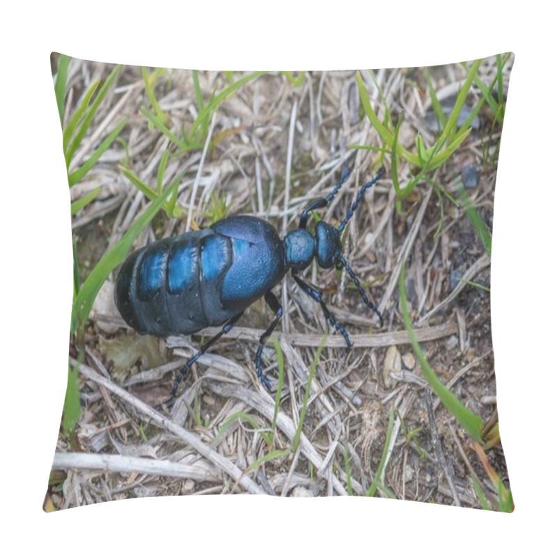 Personality  Black-blue Oil Beetle In Austria Pillow Covers