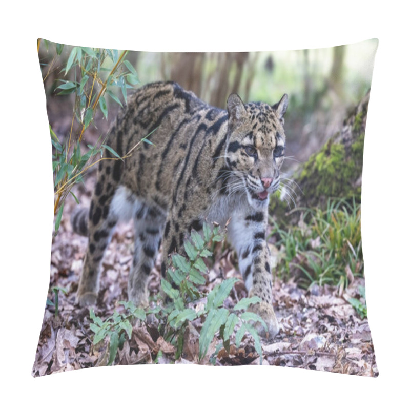 Personality  Adult Clouded Leopard, Neofelis Nebulosa, Walks Through The Undergrowth. This Cat Is Endemic To Forests From The Foothills Of The Himalayas, Mainland Southeast Asia And South China. Vulnerable Species Pillow Covers