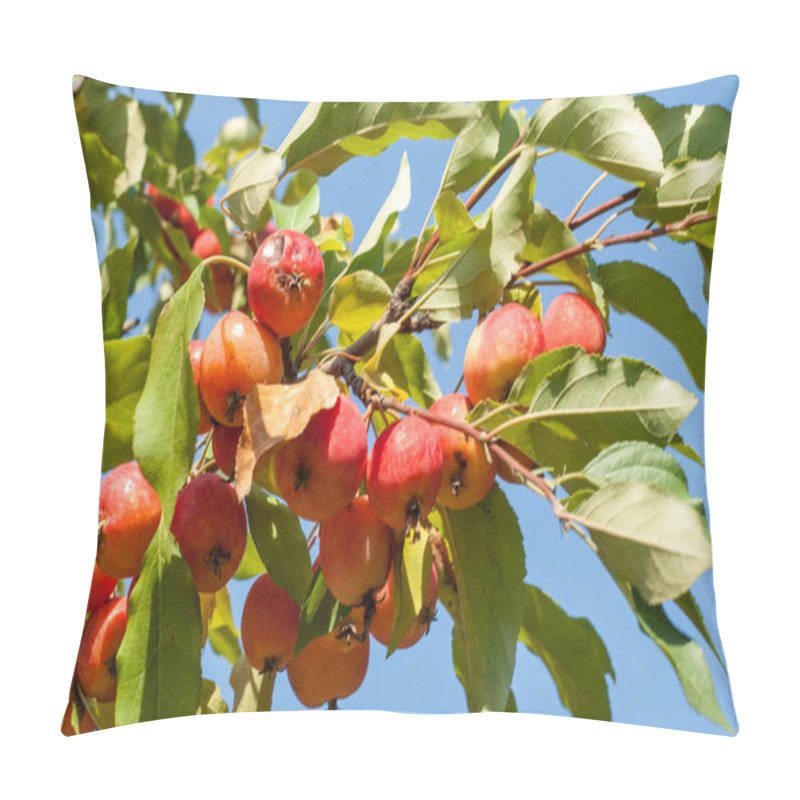 Personality  Crabapple And Wild Apple. Malus  Is A Genus Of About Species Of Small Deciduous Apple Trees Or Shrubs In The Family Rosaceae Pillow Covers