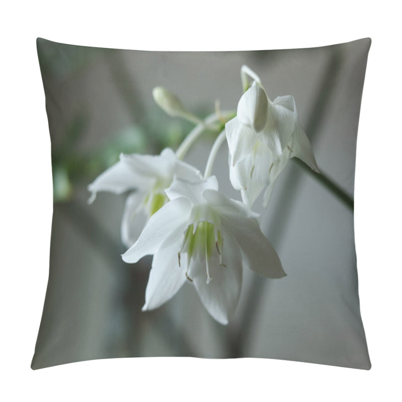 Personality  White Flowers Of Urceolina Amazonica, Formerly Known As Eucharis Amazonica, On A Dark Background Close Up Pillow Covers