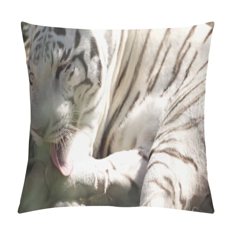 Personality  Sunlight On White Tiger Licking Fur Outside  Pillow Covers