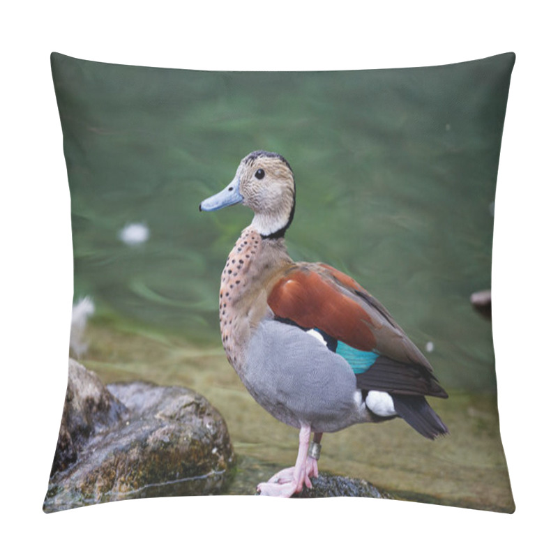 Personality  Ringed Teal, Callonetta Leucophrys Swimming In Water In Its Habitat Pillow Covers