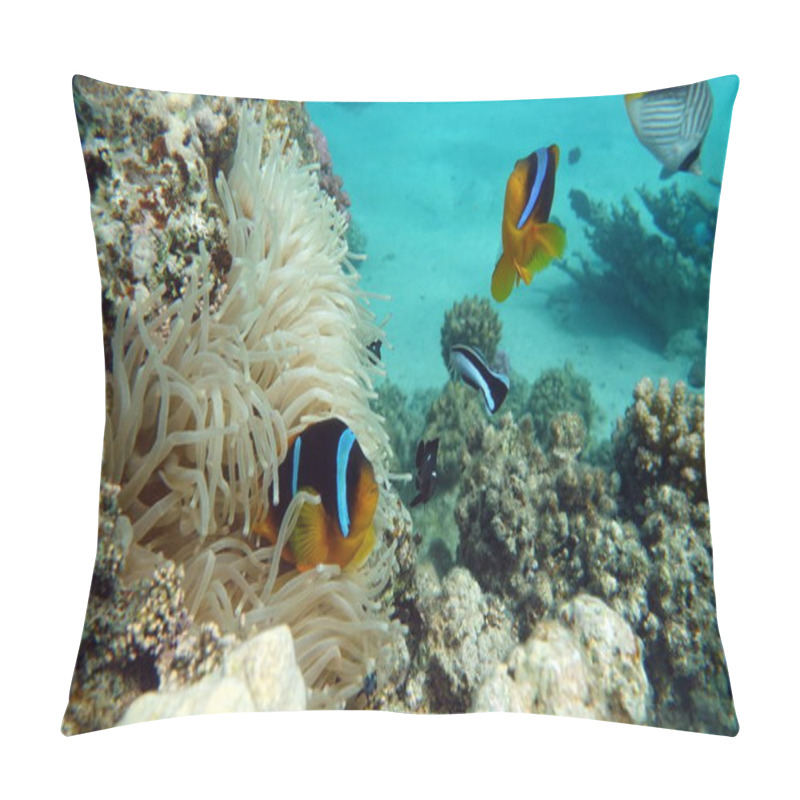 Personality  Clown Fish Amphiprion (Amphiprioninae). Red Sea Clown Fish. Pillow Covers