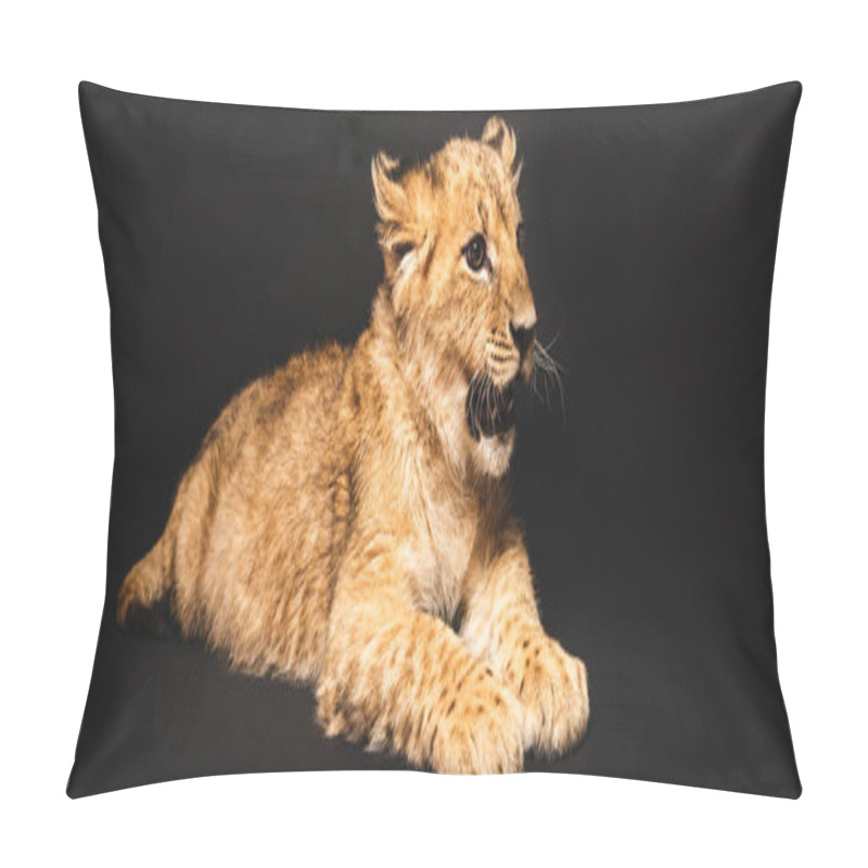 Personality  Cute Lion Cub Lying Isolated On Black, Panoramic Shot Pillow Covers