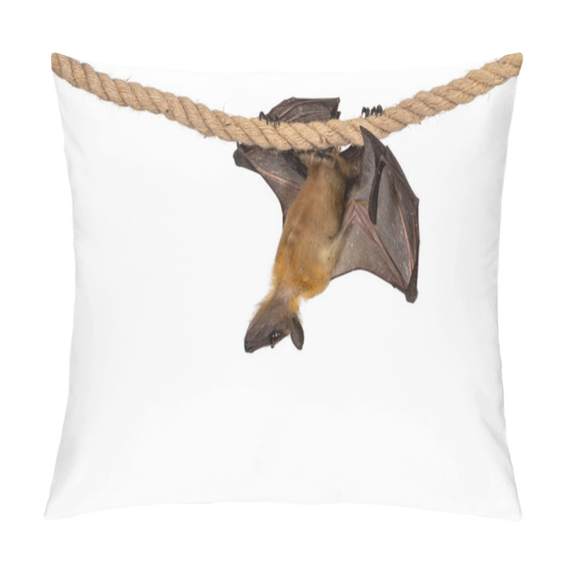 Personality  Young Adult Flying Fox, Fruit Bat Aka Megabat Of Chiroptera, Hanging Side Ways On Sisal Rope. Looking Down. Isolated On White Background. Pillow Covers