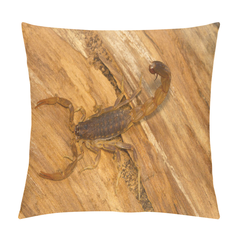 Personality  Fat Tailed Scorpion, Genus Lychas From Pondicherry, Tamilnadu, India. These Are Also Known As Bark Scorpions Pillow Covers