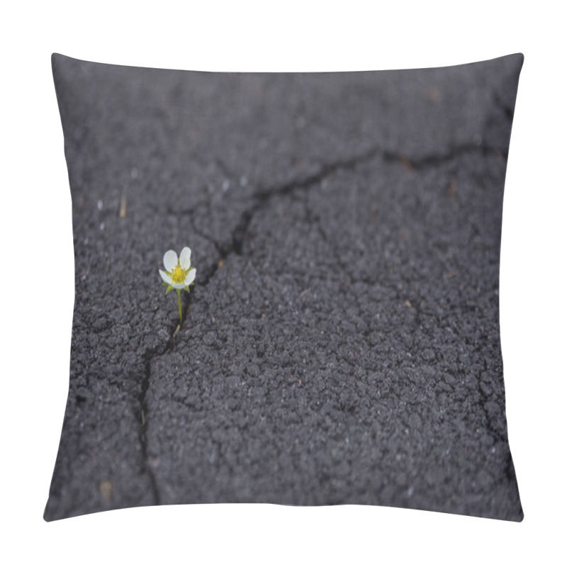 Personality  Beautifully Resilient Flower Growing Out Of Crack In Ground   Pillow Covers