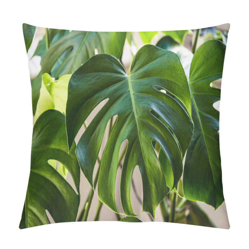 Personality  Big Green Leaves Of A Swiss Cheese Plant Aka Monstera Deliciosa Indoors. Pillow Covers