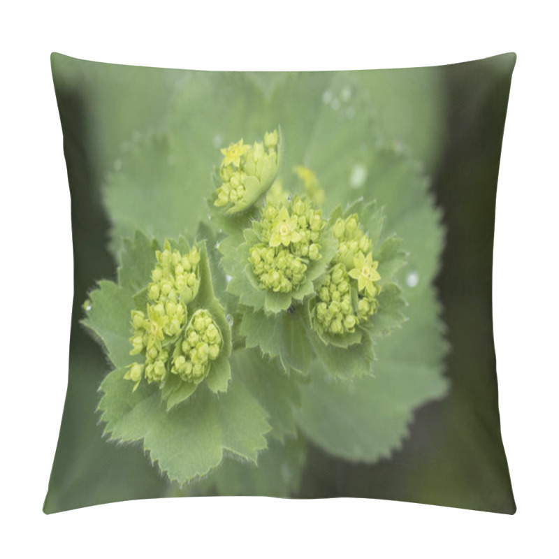 Personality  Closeup Of Mantle Flowers (Alchemilla Mollis) In Water Drops After Rain. Lady's-mantle - Perennial Garden Ornamental Plant. Selective Focus. Pillow Covers