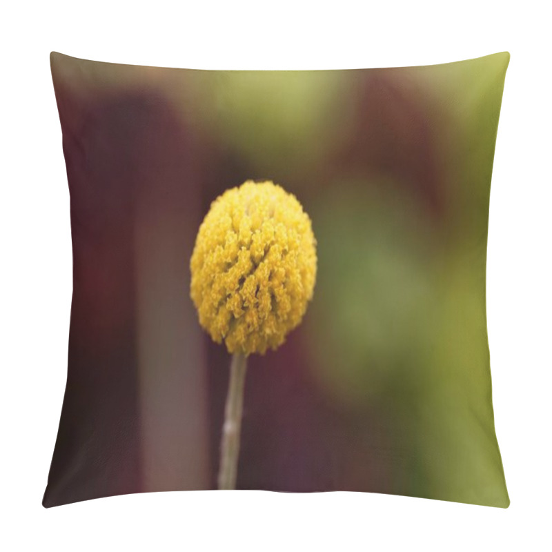 Personality  Flower Of A Billy Botton Plant, Craspedia Globosa.  Pillow Covers