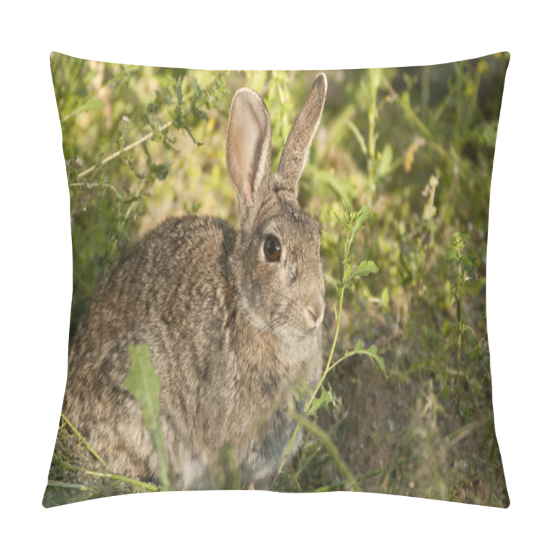 Personality  Rabbit Portrait In The Natural Habitat, Life In The Meadow. European Rabbit, Oryctolagus Cuniculus Pillow Covers