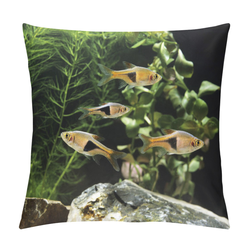 Personality  RASBORA ARLEQUIN Rasbora Heteromorpha Pillow Covers