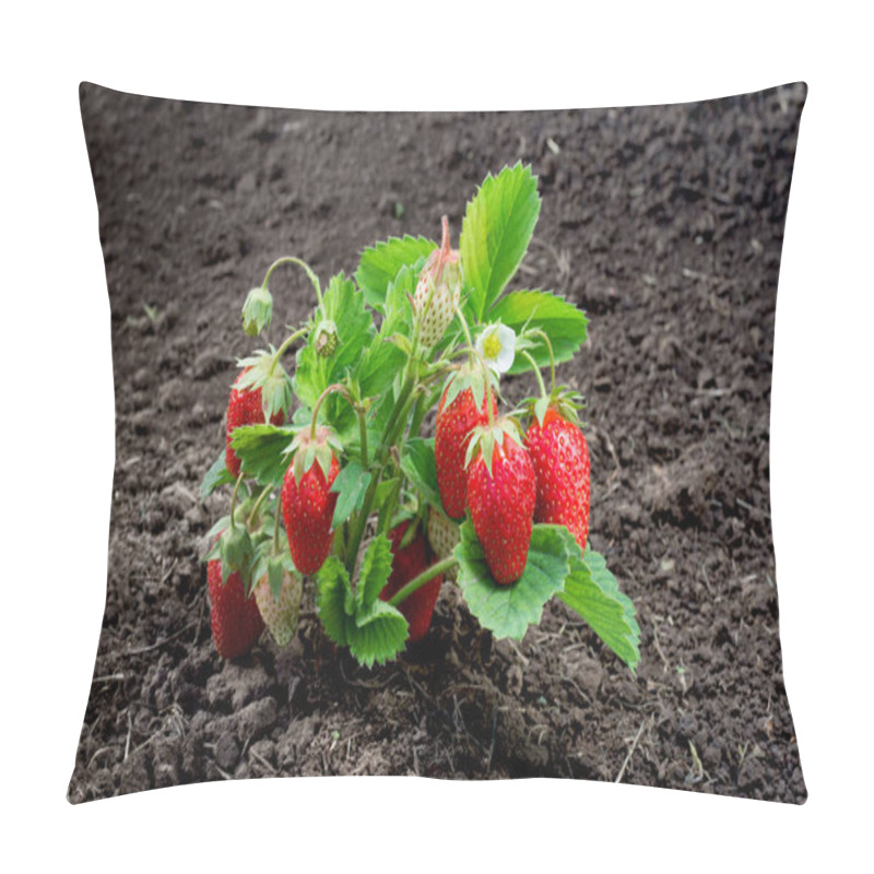 Personality  Fresh Ripe Red Strawberry. Bush Grow In The Garden. Pillow Covers