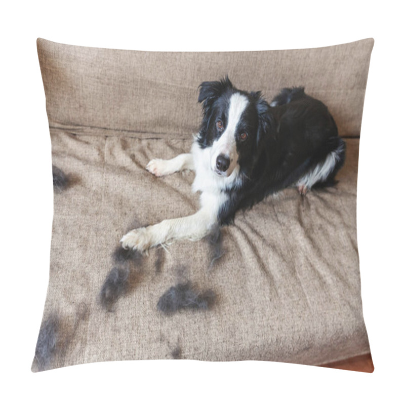 Personality  Funny Portrait Of Cute Puppy Dog Border Collie With Fur In Moulting Lying Down On Couch. Furry Little Dog And Wool In Annual Spring Or Autumn Molt At Home Indoor. Pet Hygiene Allergy Grooming Concept Pillow Covers