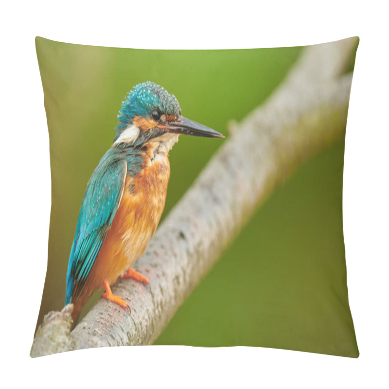 Personality  Kingfisher (Alcedo Atthis) Close Up Pillow Covers