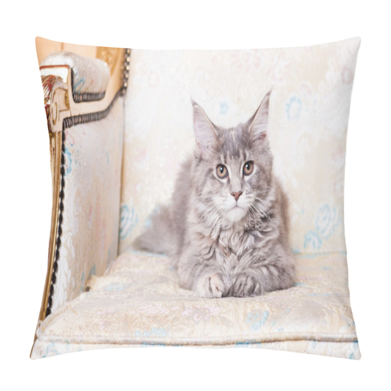 Personality  Young Maine Coon Cat Pillow Covers