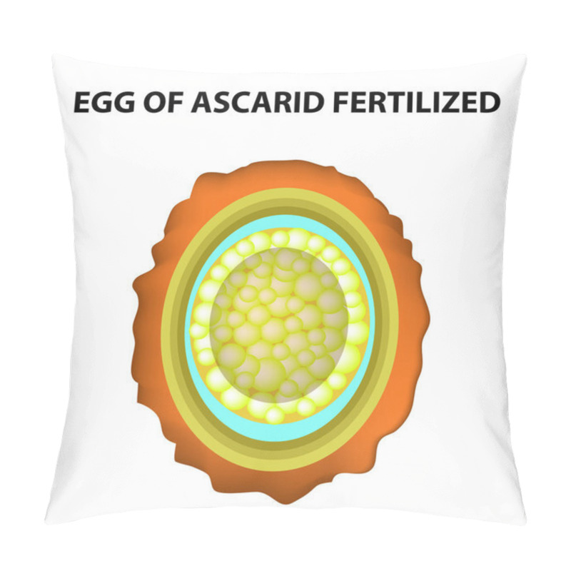 Personality  The Egg Of The Roundworm Is Fertilized. Structure Of Ascaris Eggs. Infographics. Vector Illustration On Isolated Background. Pillow Covers