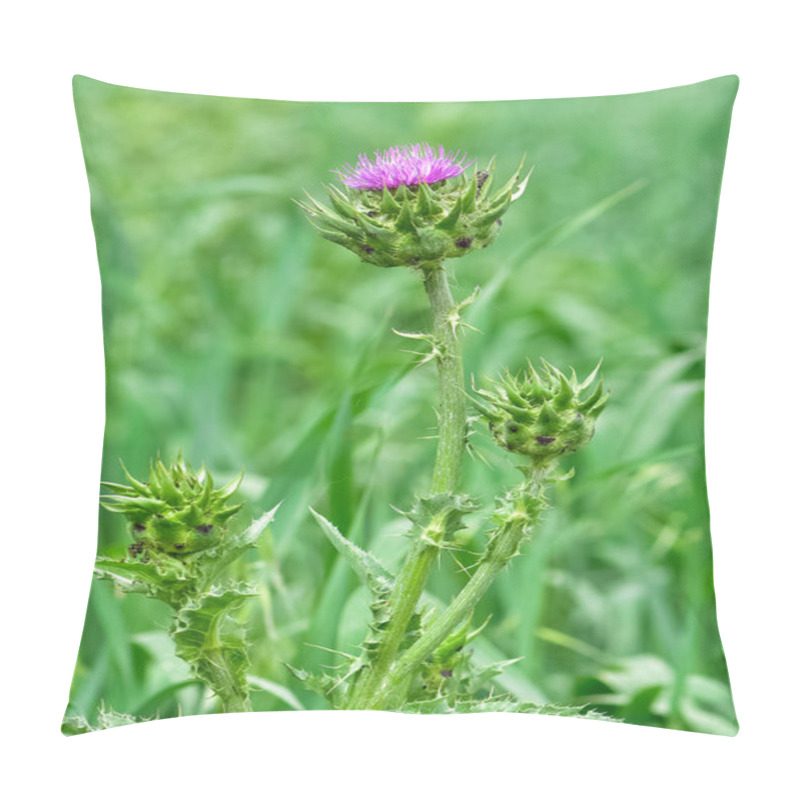 Personality  Wild Plants, Wild Thorn Photos Pillow Covers