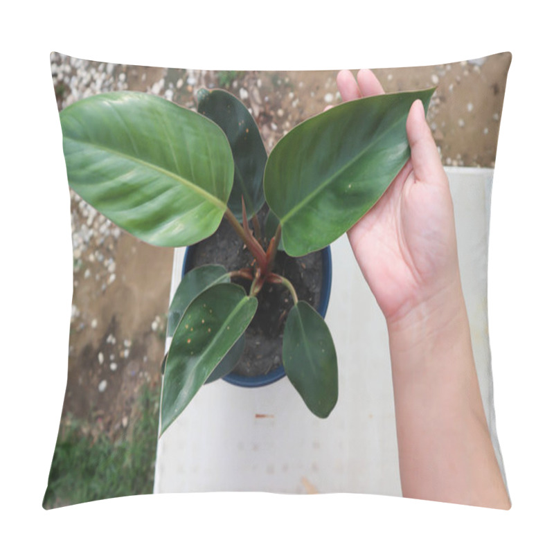 Personality  PHILODENDRON ROJO CONGO, Philodendron Red Congo Or Philodendron Or Philo Pillow Covers