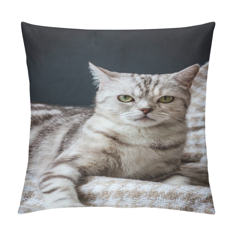 Personality  Brittish Cat Sitting Pillow Covers