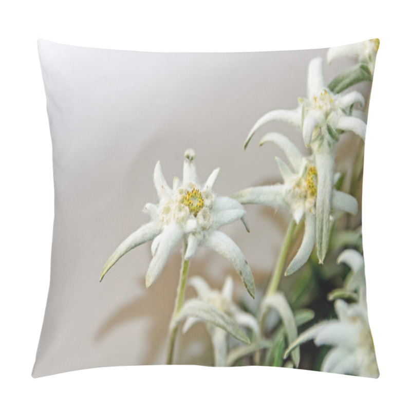 Personality  White Leontopodium Nivale, Edelweiss Mountain Flowers, Close Up Pillow Covers