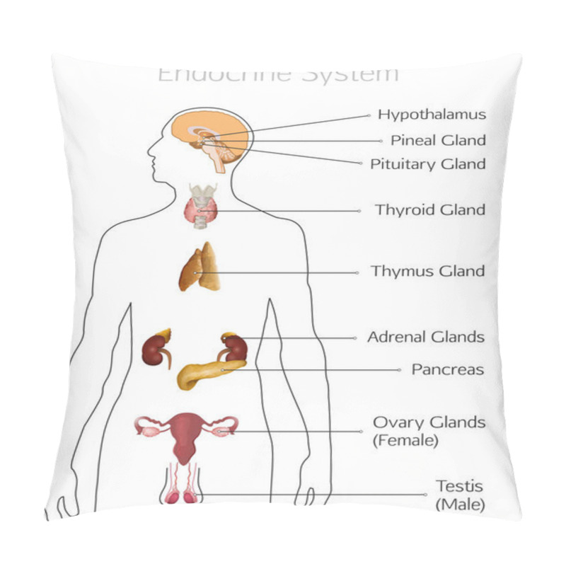 Personality  Endocrine System Image Pillow Covers